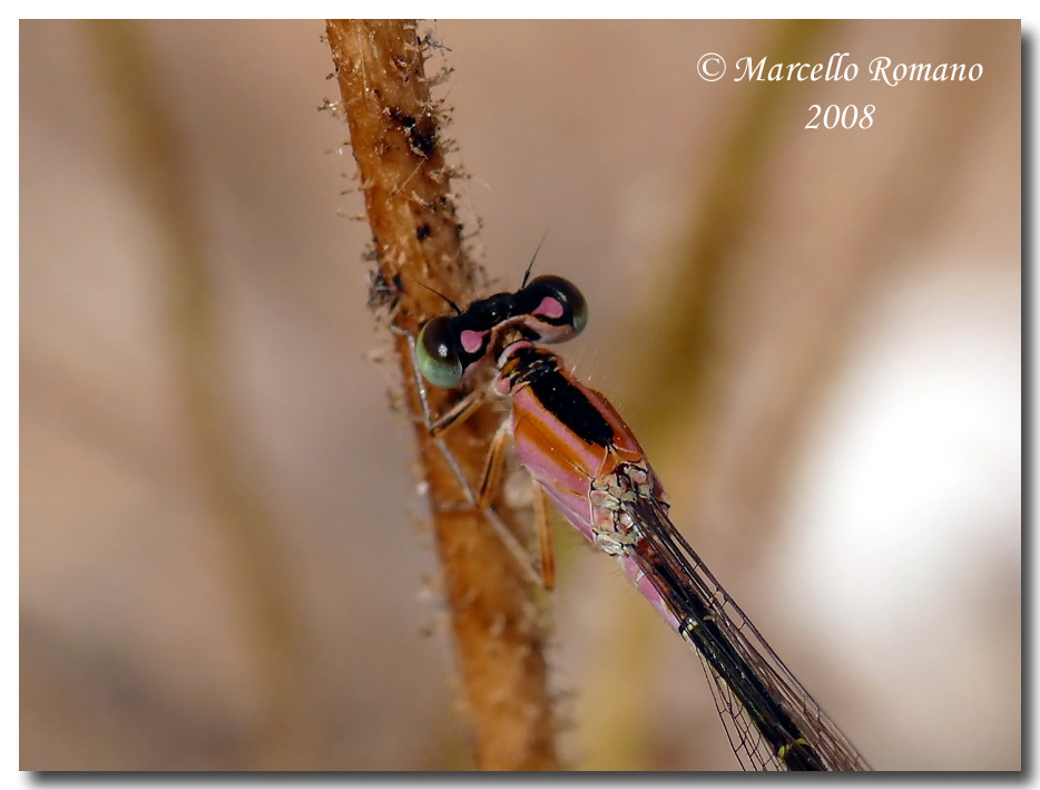 Ischnura genei dalla Foce del Belice (TP)